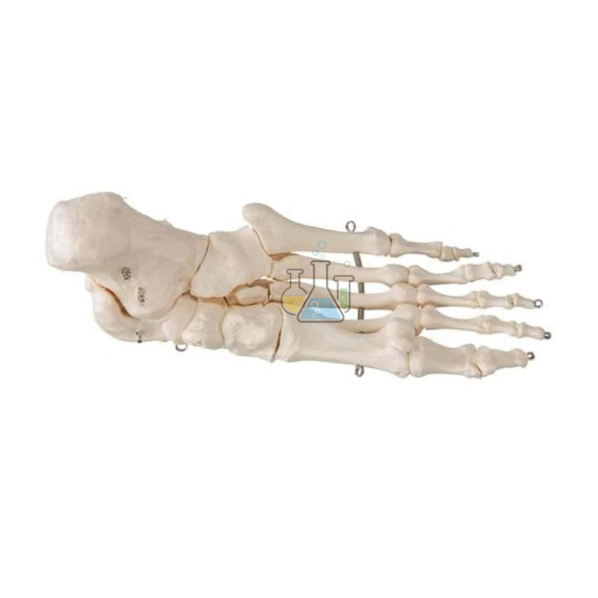 Foot Bone Mounted Model